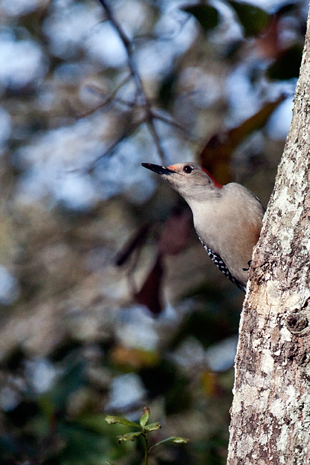 Female Red-bellied Woodpecker, Jacksonville, Florida