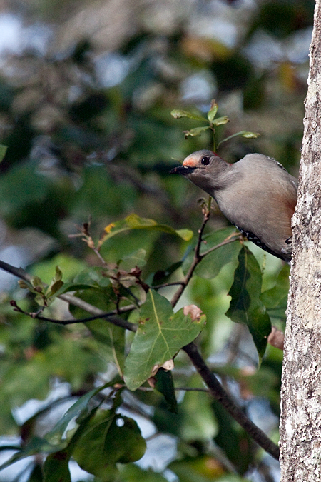 Female Red-bellied Woodpecker, Jacksonville, Florida