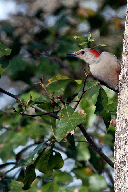 Female Red-bellied Woodpecker, Jacksonville, Florida