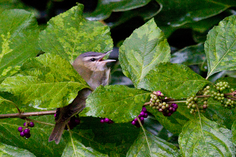 Red-eyed Vireo in Beautyberry, Jacksonville, Florida