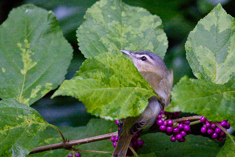 Red-eyed Vireo in Beautyberry, Jacksonville, Florida