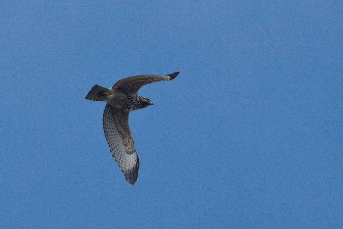 Red-shouldered Hawk, Jacksonville, Florida