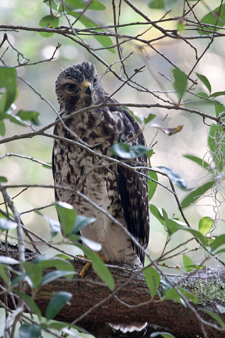 Red-shouldered Hawk, Jacksonville, Florida