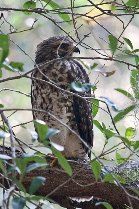 Red-shouldered Hawk, Jacksonville, Florida