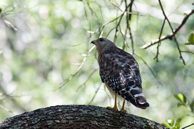 Red-shouldered Hawk, Jacksonville, Florida