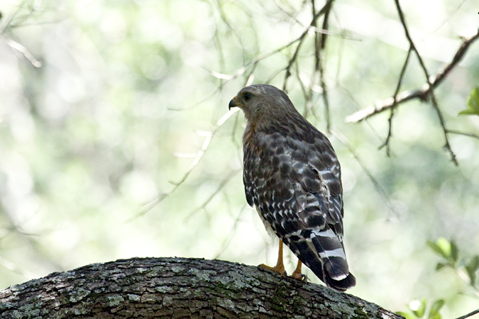 Red-shouldered Hawk, Jacksonville, Florida