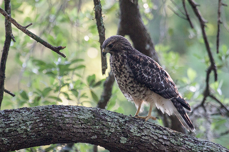 Red-shouldered Hawk, Jacksonville, Florida