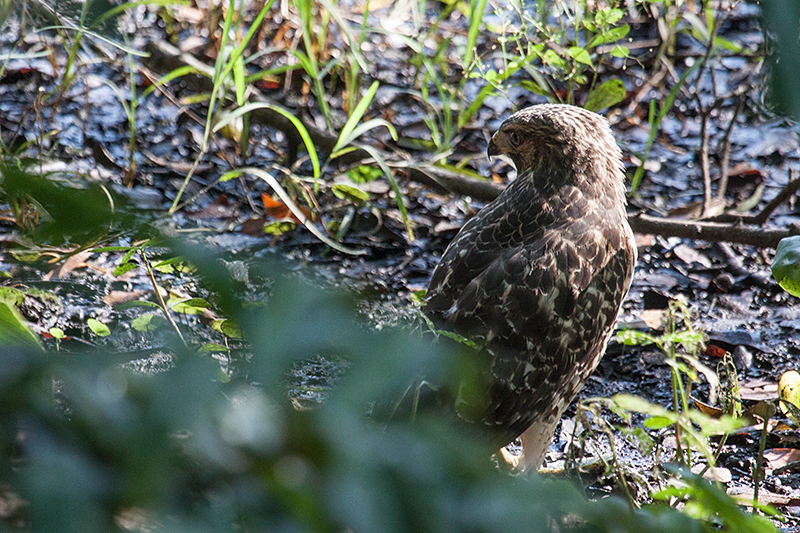 Red-shouldered Hawk, Jacksonville, Florida