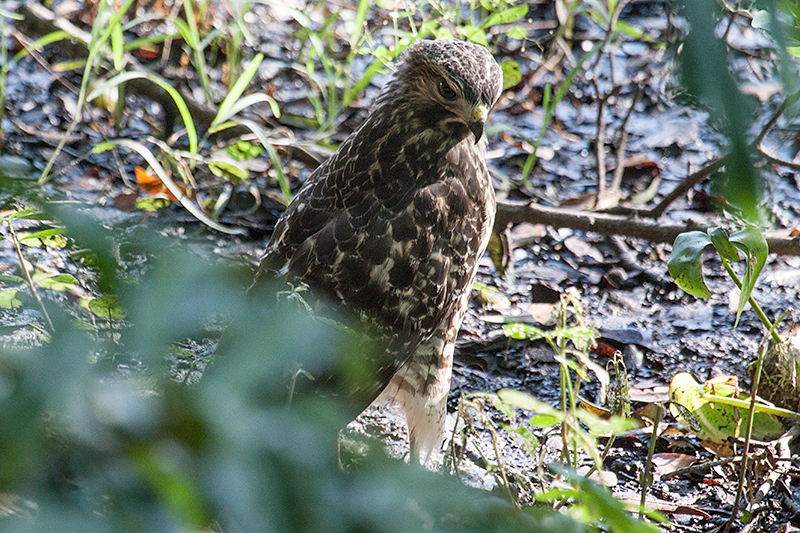 Red-shouldered Hawk, Jacksonville, Florida