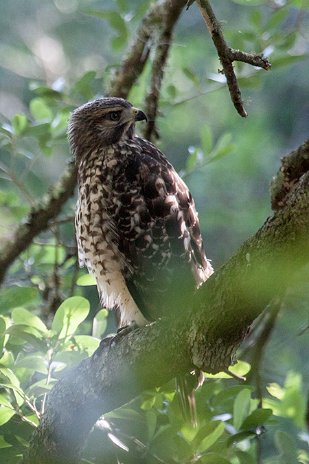 Red-shouldered Hawk, Jacksonville, Florida