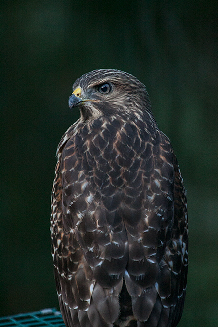 Red-shouldered Hawk, Jacksonville, Florida