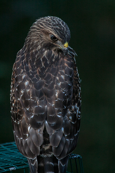 Red-shouldered Hawk, Jacksonville, Florida