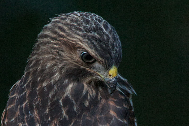 Redshouldered Hawk, Jacksonville, Florida