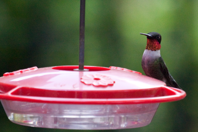 Male Ruby-throated Hummingbird, Jacksonville, Florida