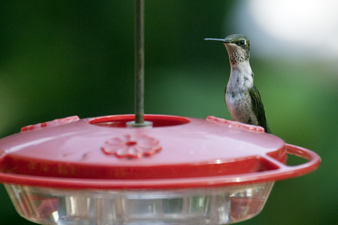 Immature Male Ruby-throated Hummingbird, Jacksonville, Florida