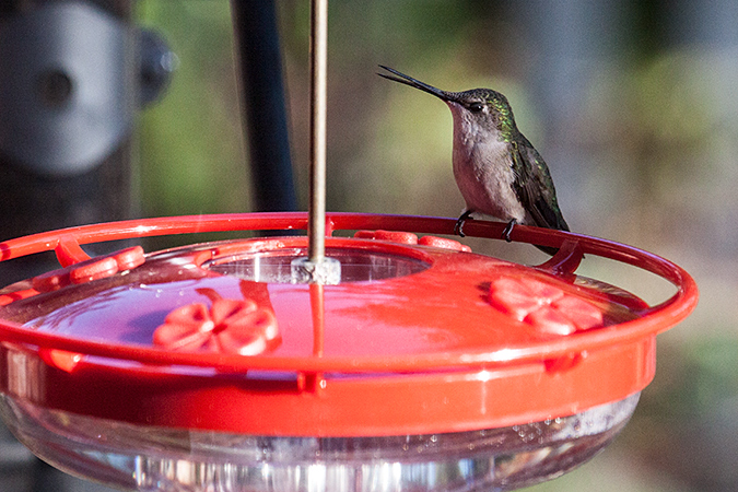 Female Ruby-throated Hummingbird, Jacksonville, Florida