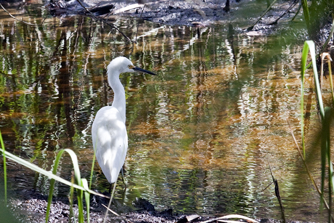 Snowy Egret, Jacksonville, Florida