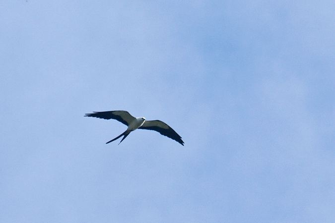 Swallow-tailed Kite, Jacksonville, Florida