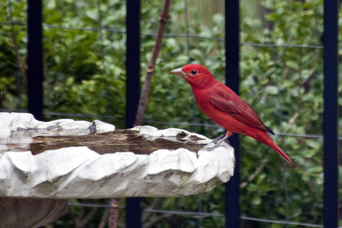 Summer Tanager, Jacksonville, Florida