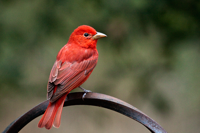 Summer Tanager, Jacksonville, Florida