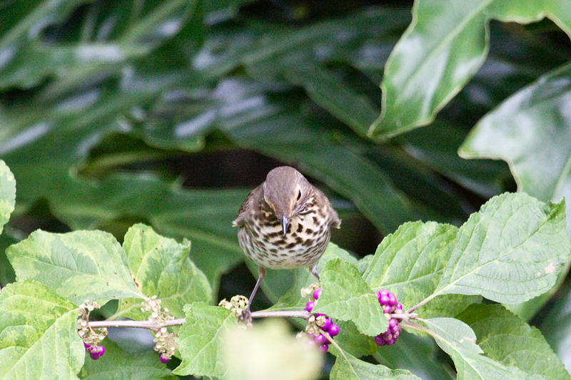 Swainson's Thrush in Beautyberry, Jacksonville, Florida