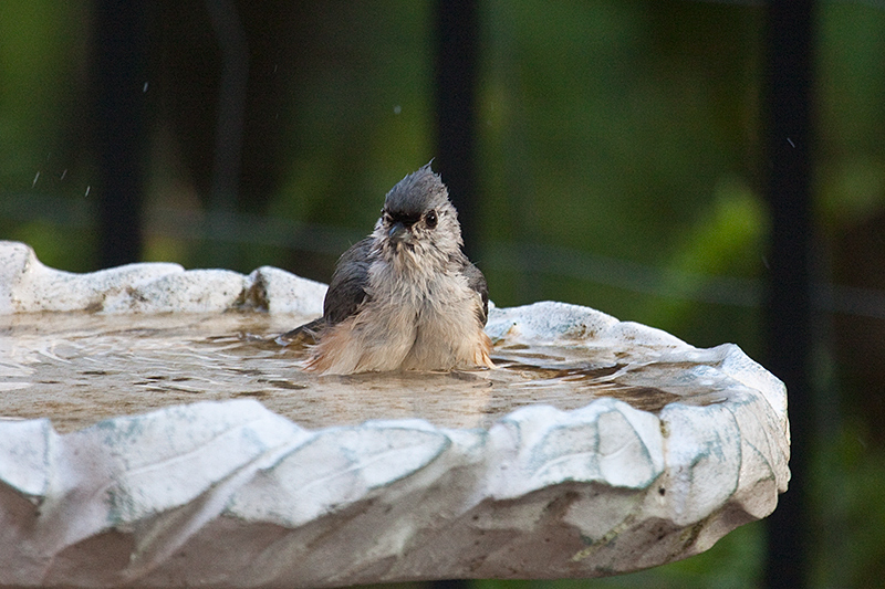 Tufted Titmouse, Jacksonville, Florida