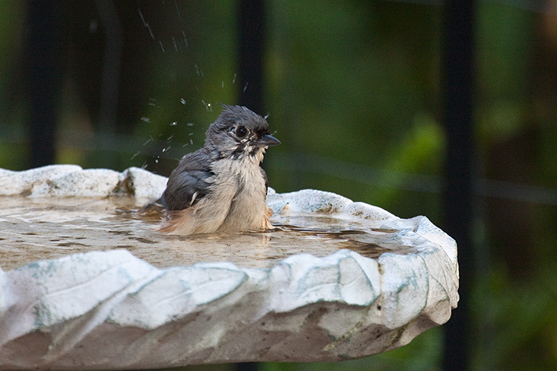 Tufted Titmouse, Jacksonville, Florida