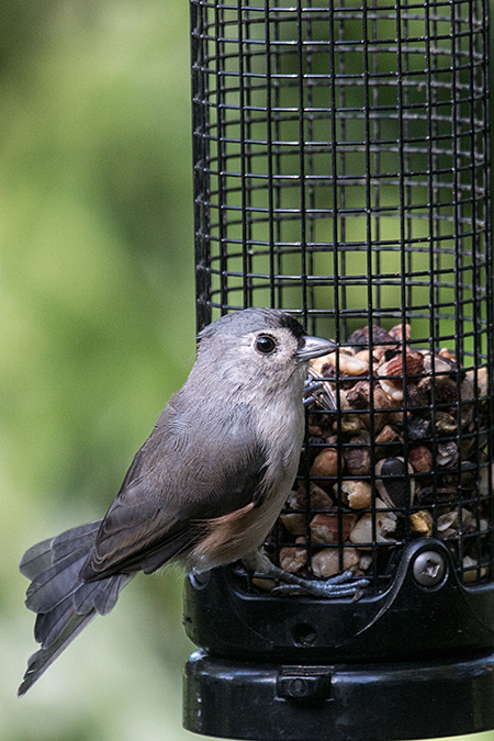 Tufted Titmouse, Jacksonville, Florida