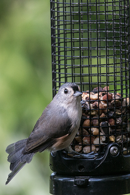 Tufted Titmouse, Jacksonville, Florida