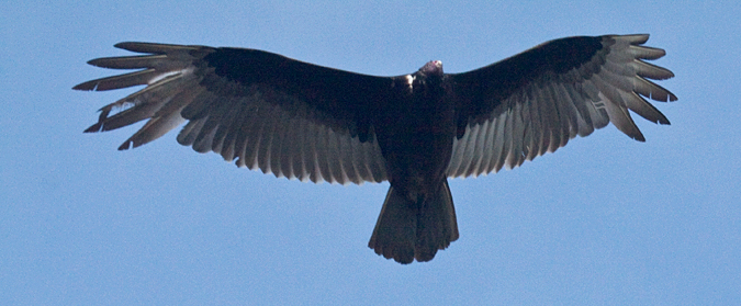 Turkey Vulture, Jacksonville, Florida