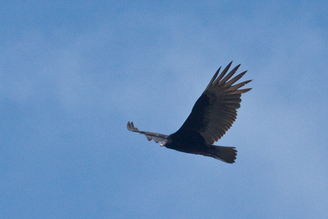 Turkey Vulture, Jacksonville, Florida