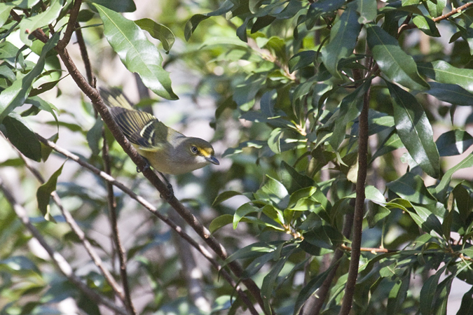 White-eyed Vireo, Jacksonville, Florida