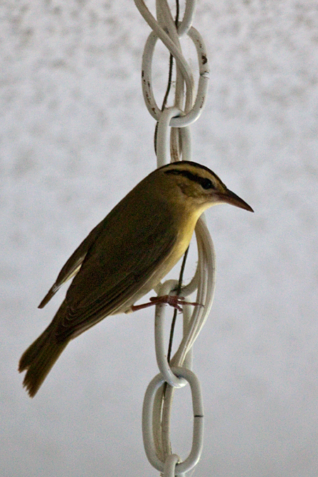 Worm-eating Warbler, Jacksonville, Florida