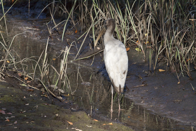 Juvenile Wood Stork, Jacksonville, Florida