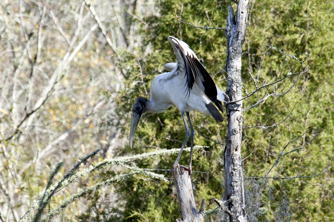 Juvenile Wood Stork, Jacksonville, Florida