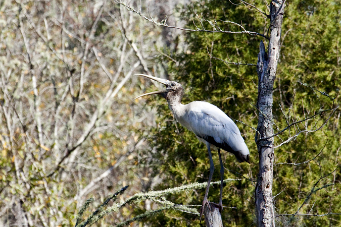 Juvenile Wood Stork, Jacksonville, Florida