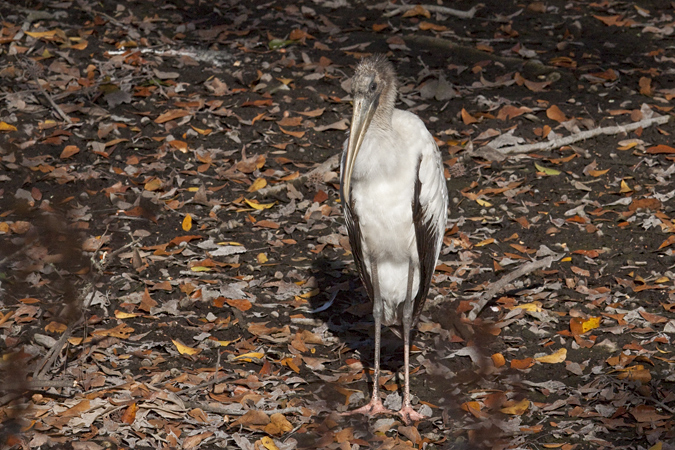 Juvenile Wood Stork, Jacksonville, Florida