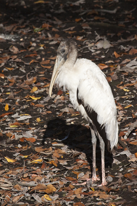 Juvenile Wood Stork, Jacksonville, Florida