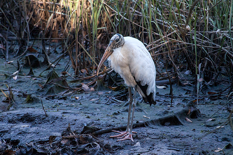 Wood Stork, Jacksonville, Florida