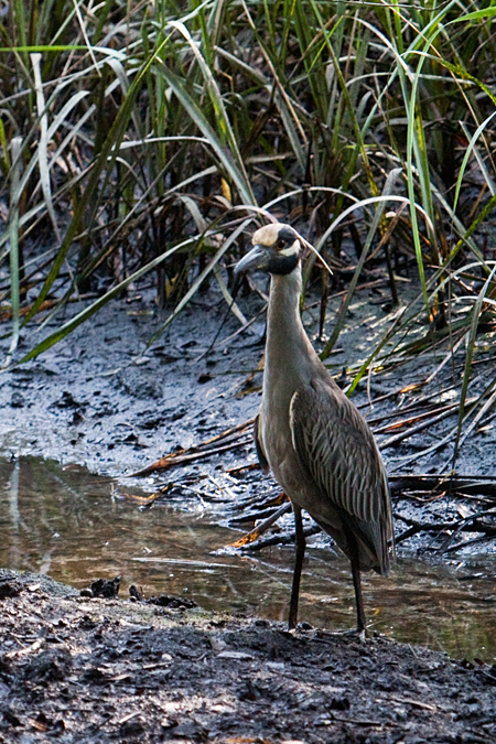 Yellow-crowned Night-Heron, Jacksonville, Florida