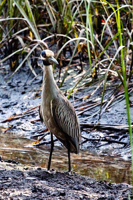 Yellow-crowned Night-Heron, Jacksonville, Florida