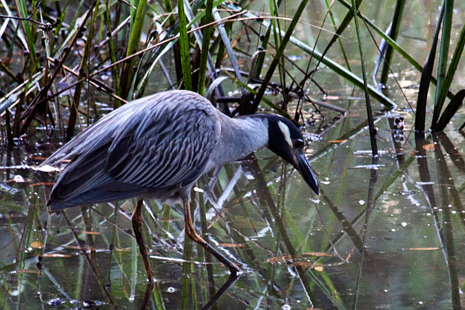 Yellow-crowned Night-Heron, Jacksonville, Florida