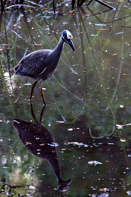 Yellow-crowned Night-Heron, Jacksonville, Florida