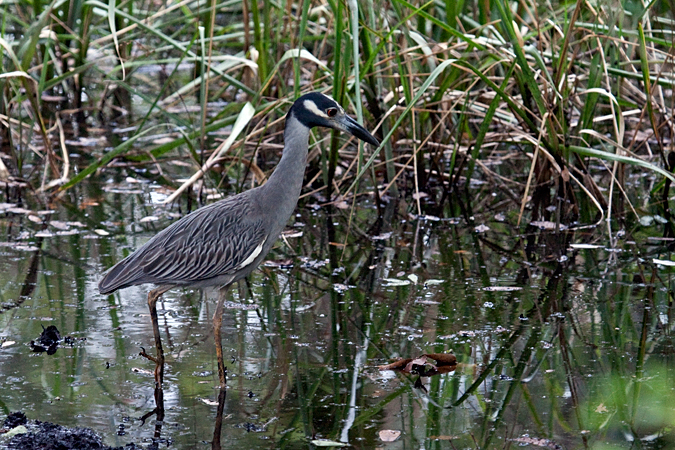 Yellow-crowned Night-Heron, Jacksonville, Florida