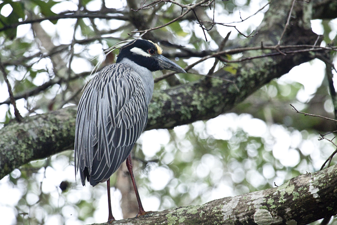 Yellow-crowned Night-Heron, Jacksonville, Florida