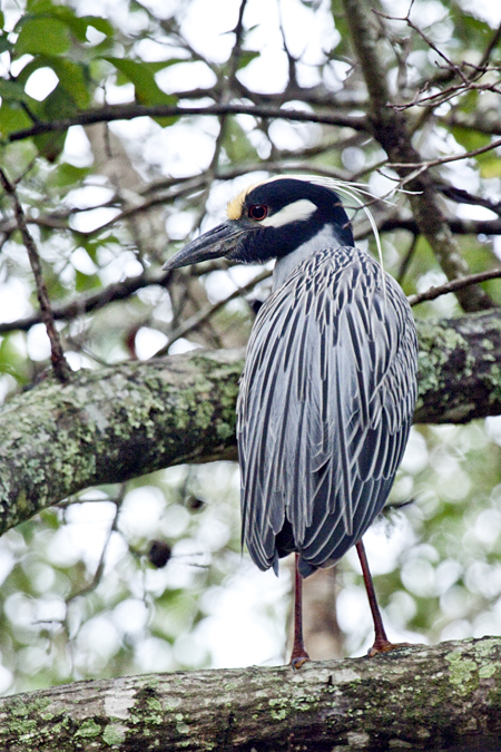 Yellow-crowned Night-Heron, Jacksonville, Florida