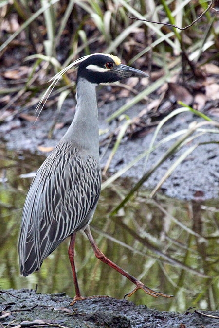 Yellow-crowned Night-Heron, Jacksonville, Florida