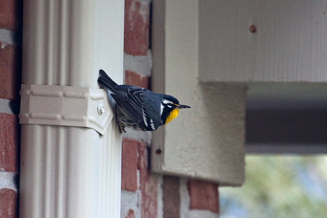 Yellow-throated Warbler, Jacksonville, Florida