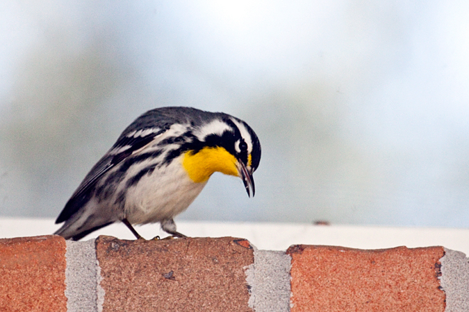 Yellow-throated Warbler, Jacksonville, Florida