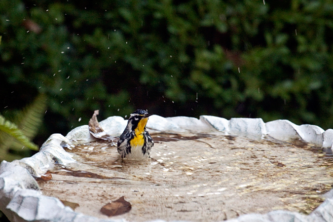 Yellow-throated Warbler, Jacksonville, Florida